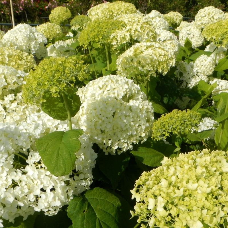 Hortensia de Virginie Annabelle