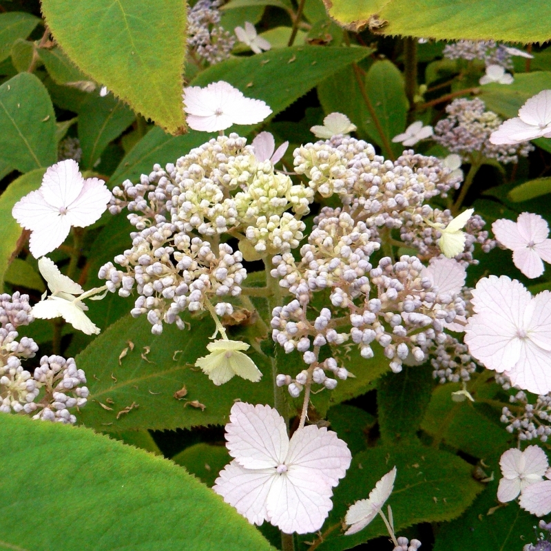 Hortensia aspera Villosa