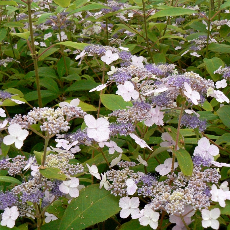 Hortensia aspera Villosa