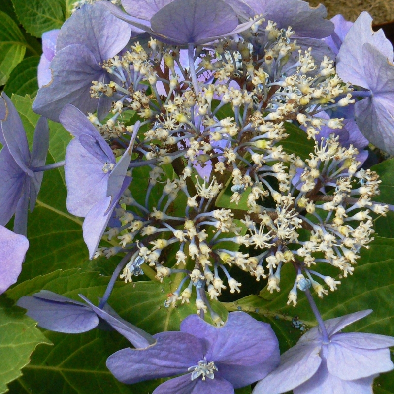 Hortensia à grandes feuilles Blaumeise