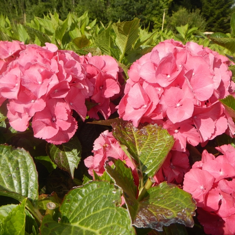 Hortensia à grandes feuilles Chaperon Rouge