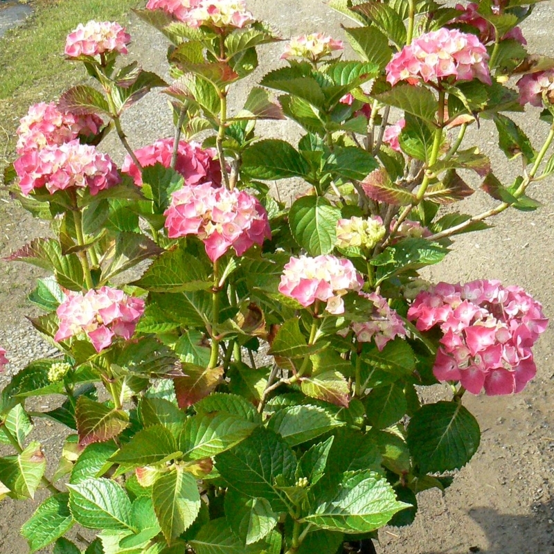 Hortensia à grandes feuilles Chaperon Rouge