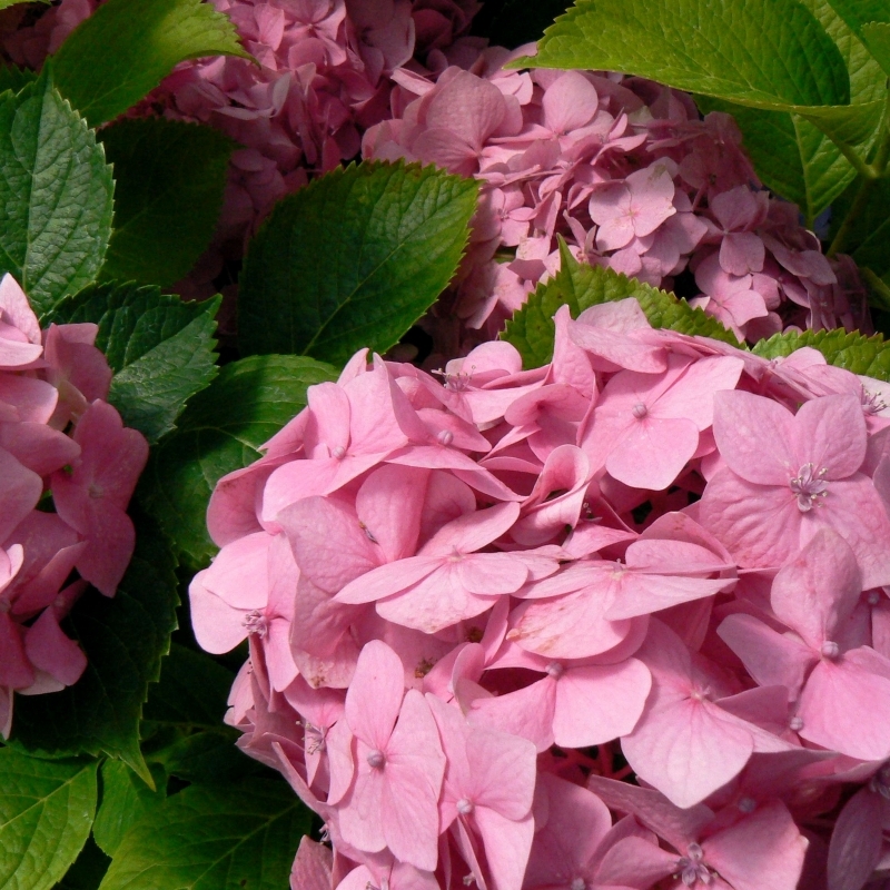 Hortensia à grandes feuilles Merveille