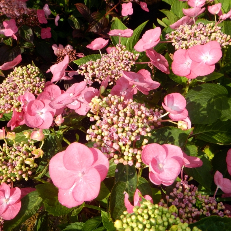 Hortensia à grandes feuilles Mousmee