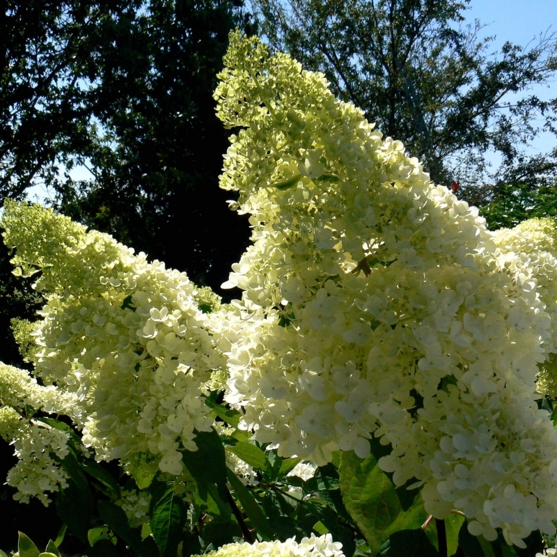 Hortensia paniculé Grandiflora