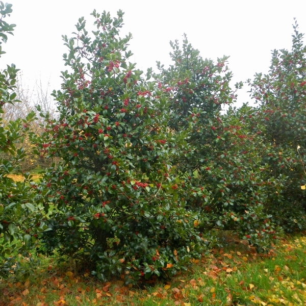 Houx à feuilles de Camellia