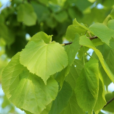 Arbres d'ornement et cépées