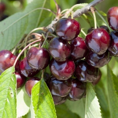 Fruitiers et petits fruits