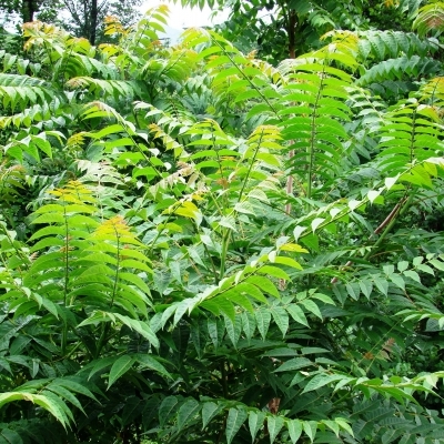 AILANTHUS