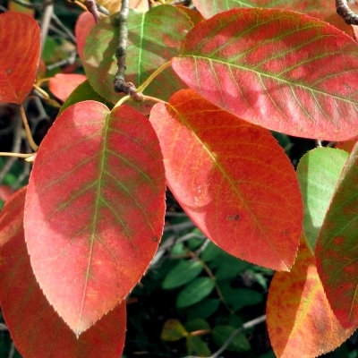 AMELANCHIER