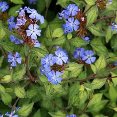 CERATOSTIGMA