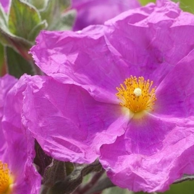 CISTUS / Ciste