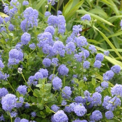 CEANOTHUS