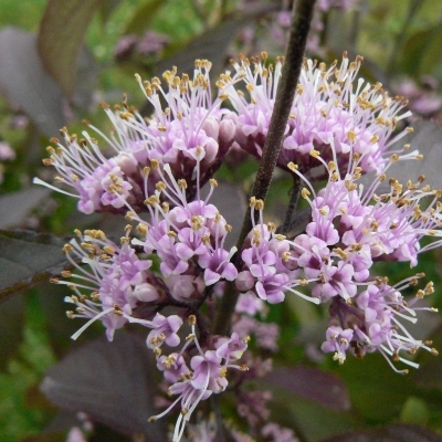 CALLICARPA / Arbuste aux bonbons