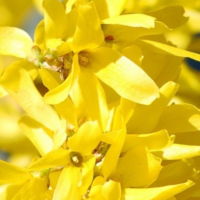 FORSYTHIA