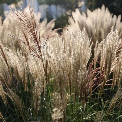 MISCANTHUS