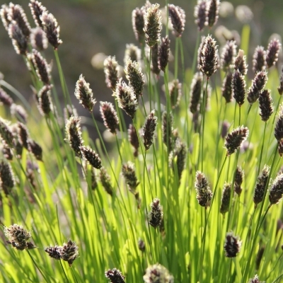 SESLERIA