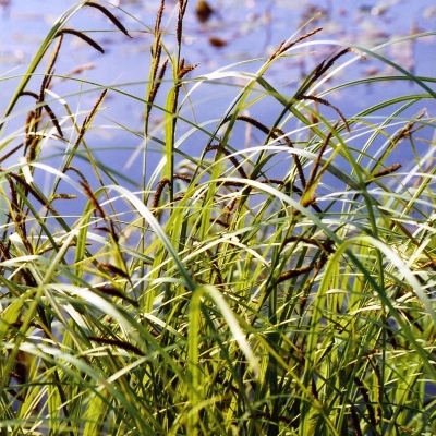 Plantes de berges et de rives