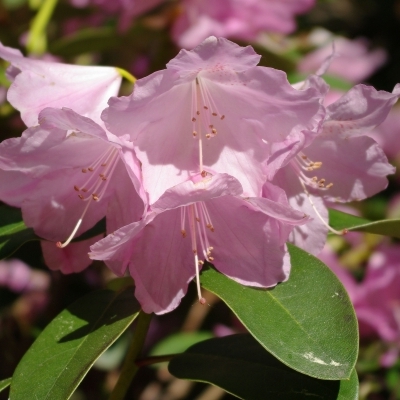 RHODODENDRON williamsianum