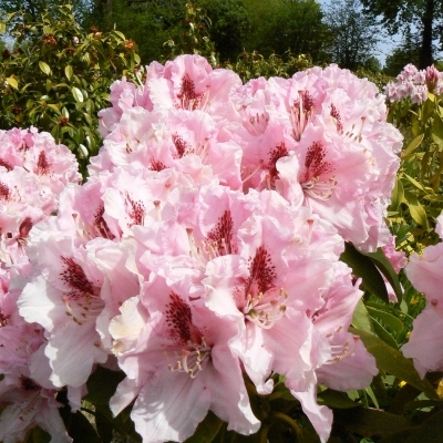 RHODODENDRON hybride