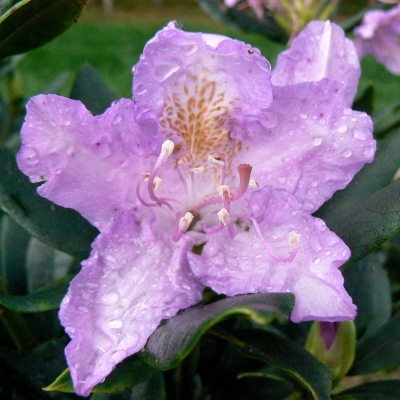 RHODODENDRON botanique