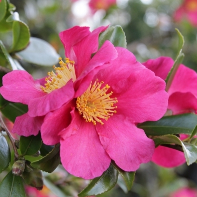 CAMELLIA sasanqua / Camellia d'automne