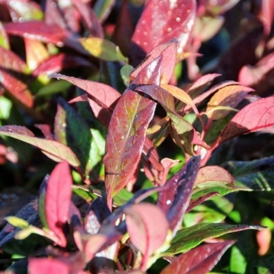 LEUCOTHOE