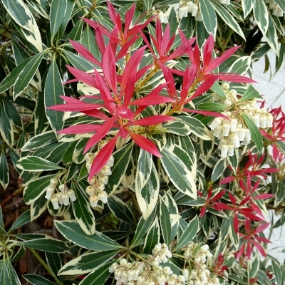 PIERIS