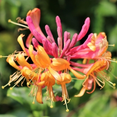 LONICERA  / Chèvrefeuille