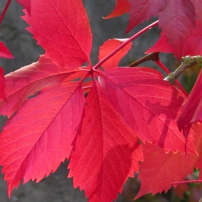 PARTHENOCISSUS / Vigne-vierge