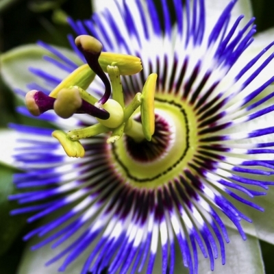 PASSIFLORA