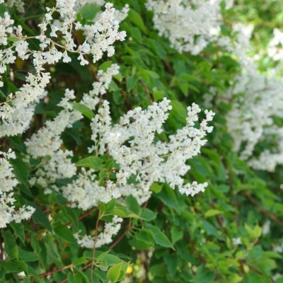 POLYGONUM