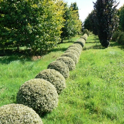 BUXUS