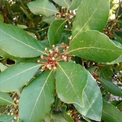 LAURUS