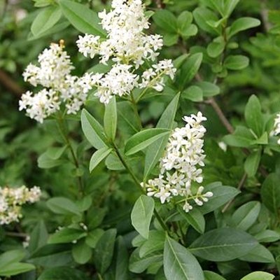 LIGUSTRUM