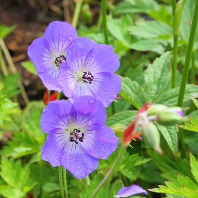 GERANIUM