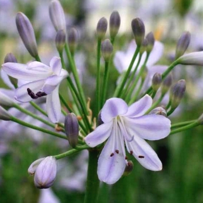 AGAPANTHUS