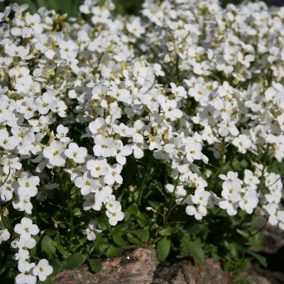 ARABIS