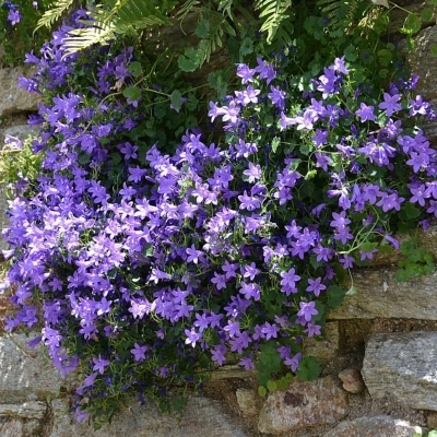 CAMPANULA