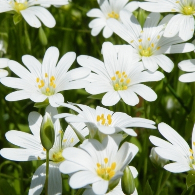 CERASTIUM