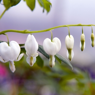 DICENTRA