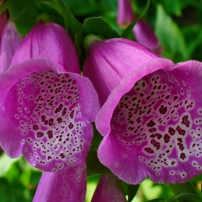 DIGITALIS