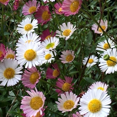 ERIGERON