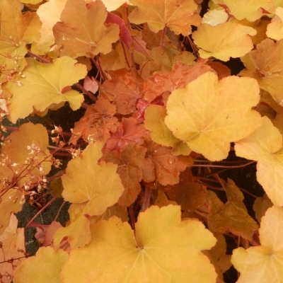 HEUCHERA