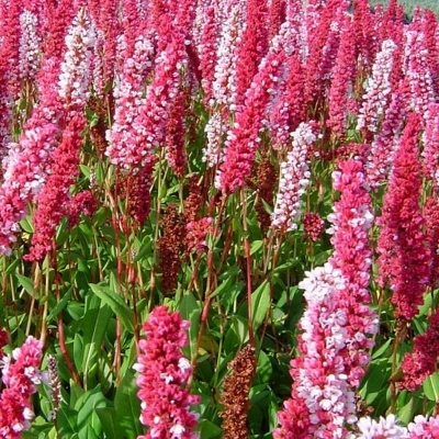 PERSICARIA