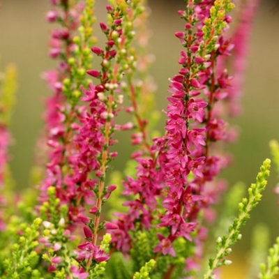 CALLUNA vulgaris