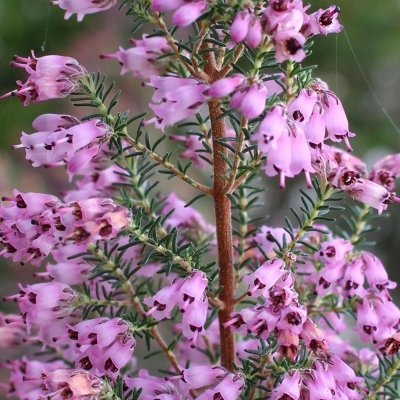 ERICA australis