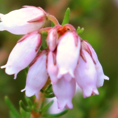 ERICA cinerea