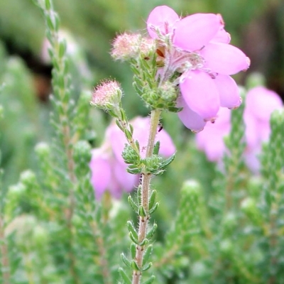 ERICA tetralix