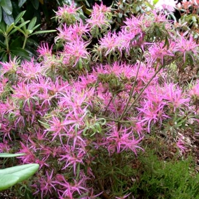 AZALEA botanique/ Azalée botanique